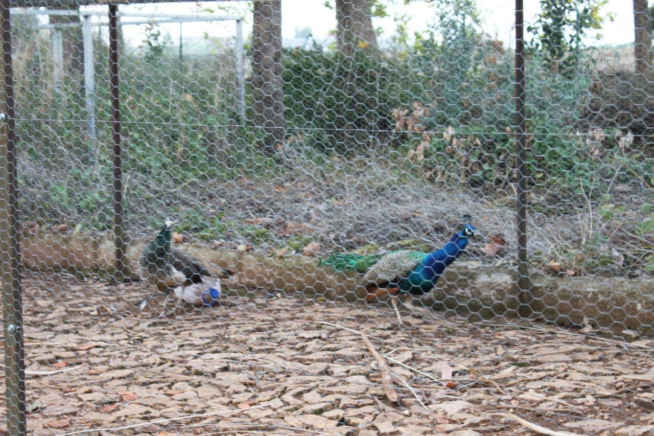 ホテル Quinta Do Cacador エストレモス エクステリア 写真